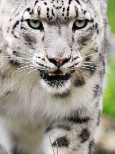 Preview wallpaper snow leopard, color, eyes, big cat, predator