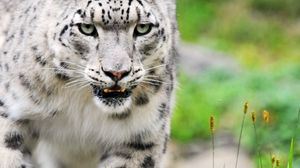 Preview wallpaper snow leopard, color, eyes, big cat, predator