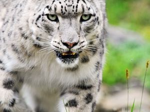 Preview wallpaper snow leopard, color, eyes, big cat, predator