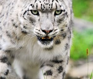 Preview wallpaper snow leopard, color, eyes, big cat, predator