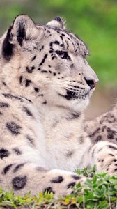 Preview wallpaper snow leopard, couple, cub, sit, grass