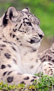 Preview wallpaper snow leopard, couple, cub, sit, grass