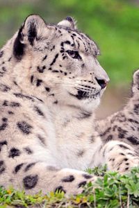 Preview wallpaper snow leopard, couple, cub, sit, grass