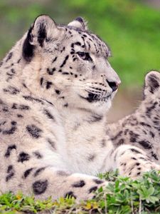 Preview wallpaper snow leopard, couple, cub, sit, grass