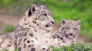 Preview wallpaper snow leopard, couple, cub, sit, grass