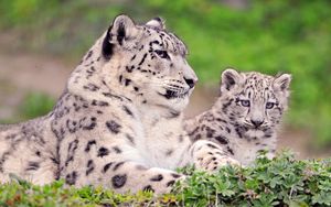 Preview wallpaper snow leopard, couple, cub, sit, grass