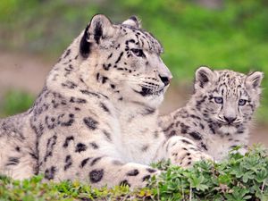 Preview wallpaper snow leopard, couple, cub, sit, grass