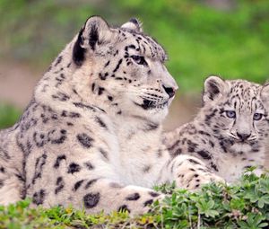 Preview wallpaper snow leopard, couple, cub, sit, grass