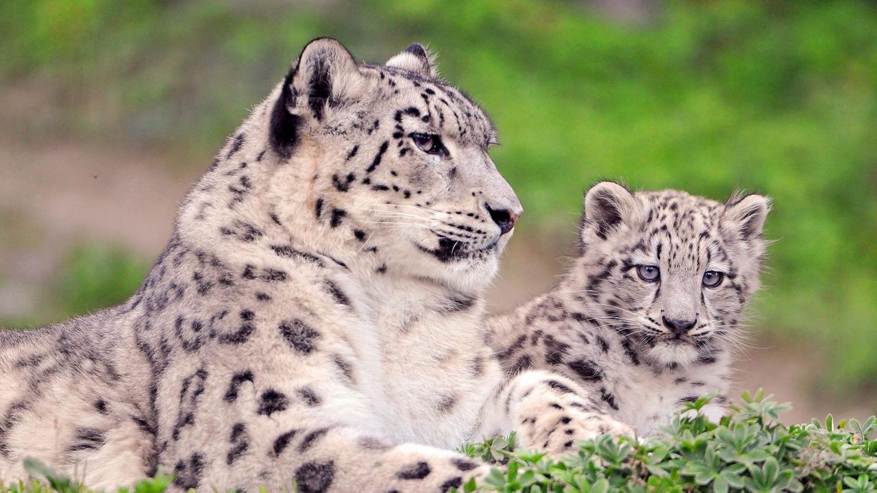 Wallpaper snow leopard, couple, cub, sit, grass hd, picture, image