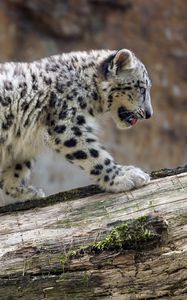 Preview wallpaper snow leopard, cub, animal, big cat, wild, white