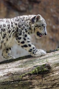 Preview wallpaper snow leopard, cub, animal, big cat, wild, white