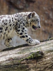 Preview wallpaper snow leopard, cub, animal, big cat, wild, white