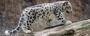 Preview wallpaper snow leopard, cub, animal, big cat, wild, white