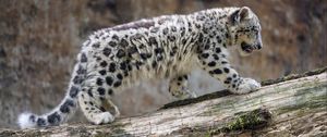 Preview wallpaper snow leopard, cub, animal, big cat, wild, white