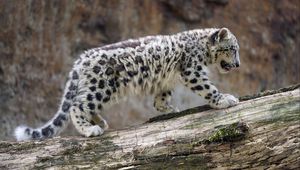 Preview wallpaper snow leopard, cub, animal, big cat, wild, white