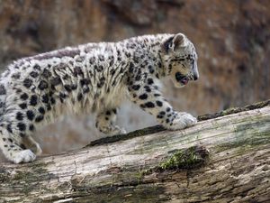 Preview wallpaper snow leopard, cub, animal, big cat, wild, white