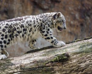 Preview wallpaper snow leopard, cub, animal, big cat, wild, white