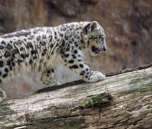 Preview wallpaper snow leopard, cub, animal, big cat, wild, white