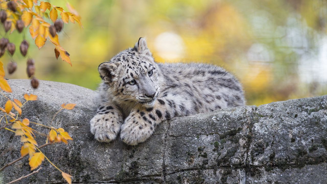 Wallpaper snow leopard, cub, animal, big cat, cute