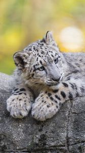 Preview wallpaper snow leopard, cub, animal, big cat, cute