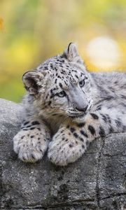 Preview wallpaper snow leopard, cub, animal, big cat, cute