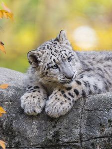 Preview wallpaper snow leopard, cub, animal, big cat, cute