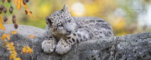 Preview wallpaper snow leopard, cub, animal, big cat, cute