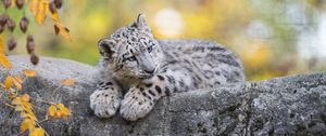 Preview wallpaper snow leopard, cub, animal, big cat, cute