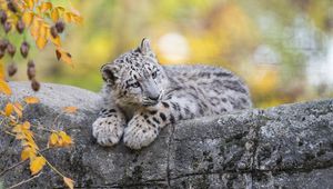 Preview wallpaper snow leopard, cub, animal, big cat, cute