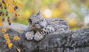 Preview wallpaper snow leopard, cub, animal, big cat, cute