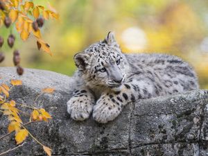 Preview wallpaper snow leopard, cub, animal, big cat, cute