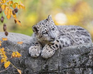 Preview wallpaper snow leopard, cub, animal, big cat, cute