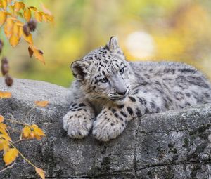 Preview wallpaper snow leopard, cub, animal, big cat, cute