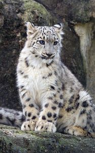 Preview wallpaper snow leopard, cub, big cat, wild, wildlife