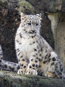 Preview wallpaper snow leopard, cub, big cat, wild, wildlife