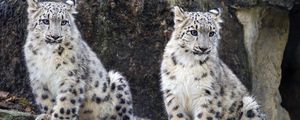 Preview wallpaper snow leopard, cub, big cat, wild, wildlife