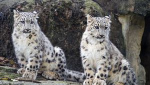 Preview wallpaper snow leopard, cub, big cat, wild, wildlife