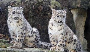 Preview wallpaper snow leopard, cub, big cat, wild, wildlife