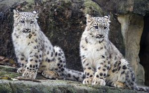 Preview wallpaper snow leopard, cub, big cat, wild, wildlife