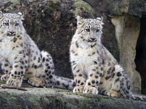 Preview wallpaper snow leopard, cub, big cat, wild, wildlife