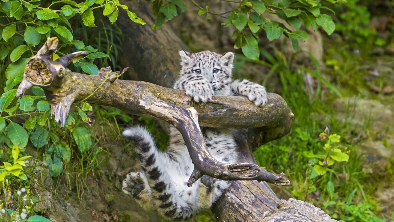 Wallpaper snow leopard, cub, branches, trees