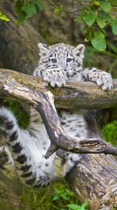 Preview wallpaper snow leopard, cub, branches, trees