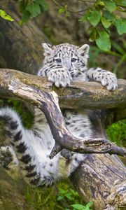 Preview wallpaper snow leopard, cub, branches, trees