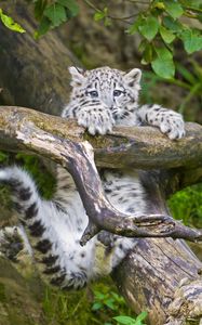 Preview wallpaper snow leopard, cub, branches, trees