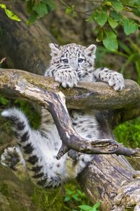 Preview wallpaper snow leopard, cub, branches, trees