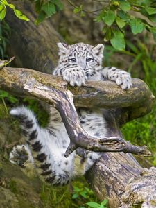 Preview wallpaper snow leopard, cub, branches, trees