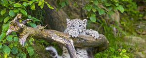 Preview wallpaper snow leopard, cub, branches, trees