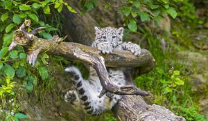 Preview wallpaper snow leopard, cub, branches, trees