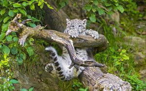 Preview wallpaper snow leopard, cub, branches, trees