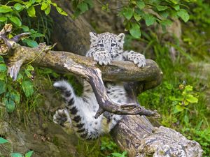 Preview wallpaper snow leopard, cub, branches, trees